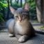 用户暖阳猫爸头像，家有粉嫩无毛猫的中年男性铲屎官