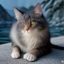 用户橘猫转型记头像，从养橘猫转养无毛猫的资深铲屎官